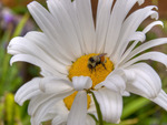 Flower and bee