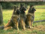 Tervueren Belgian Shepherd 