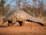 Pangolin