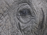 Elephant Eye