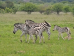 Zebra and Babies