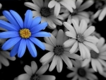 Blue flower