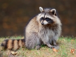 Raccoon