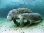 Sea cow