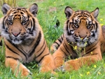 Tigers