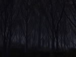 Creepy Forest