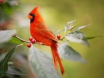 cardinal