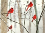 cardinals in tree
