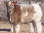 long hair cow