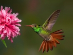 hummingbird