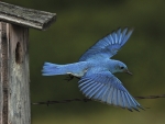 bluebird