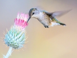Hummingbird