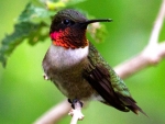 hummingbird