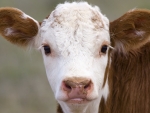 cow closeup