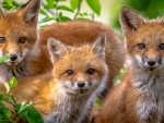 Fox Cubs