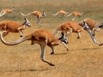 Red kangaroo
