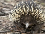 Echidna