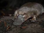 Platypus