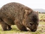 Wombat
