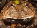 Amazon Horned Frog