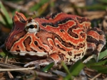 Amazon Horned Frog