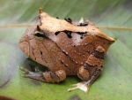 Amazon Horned Frog