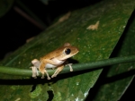 Copper Coloured Tree Frog