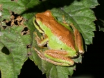 Copper Coloured Tree Frog
