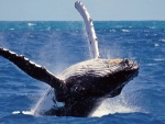 Humpback Whale