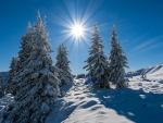 Mountain with snowy pines in Austria