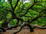 Angel Live Oak Tree South Carolina