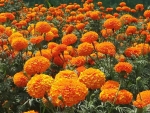 marigold