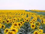 sunflowers