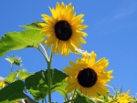 two sunflower