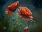 Red poppies in the rain