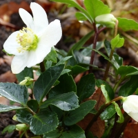 Helleborus niger