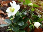 Helleborus niger