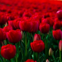 Red tulips