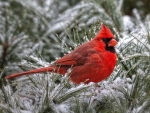 cardinal