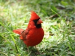pretty cardinal