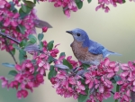 eastern-bluebird