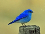BlueBird