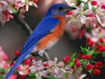 pretty BlueBird