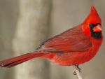 northern cardinal