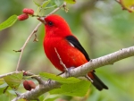 red bird