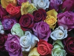 Multi Colored roses