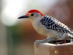 woodpecker