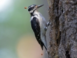 female woodpecker