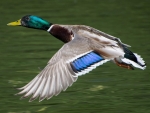 mallard
