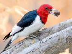 woodpecker